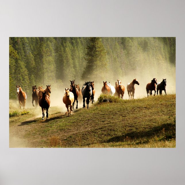 Poster Cavalos correndo em Montana ranch (Frente)