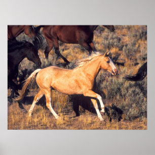 Poster Cavalos Correndo em uma Fazenda Ponderosa