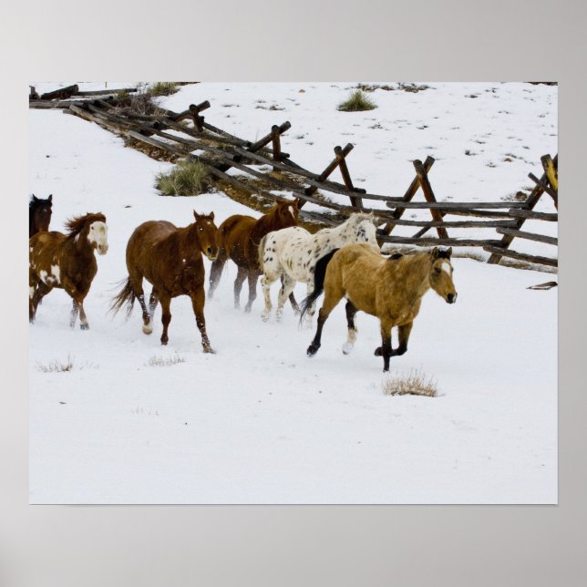Pôster Cavalos correndo na neve (Frente)