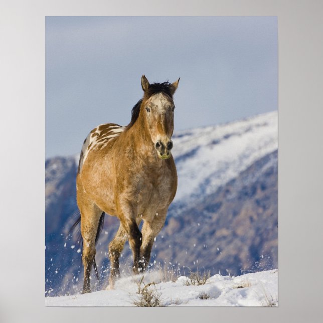 Poster Cavalos correndo na neve (Frente)