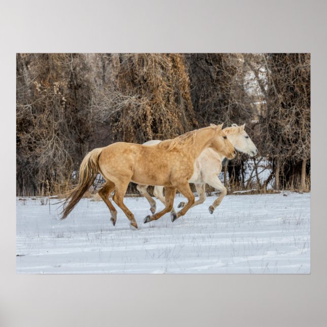 Poster Cavalos correndo na neve (Frente)