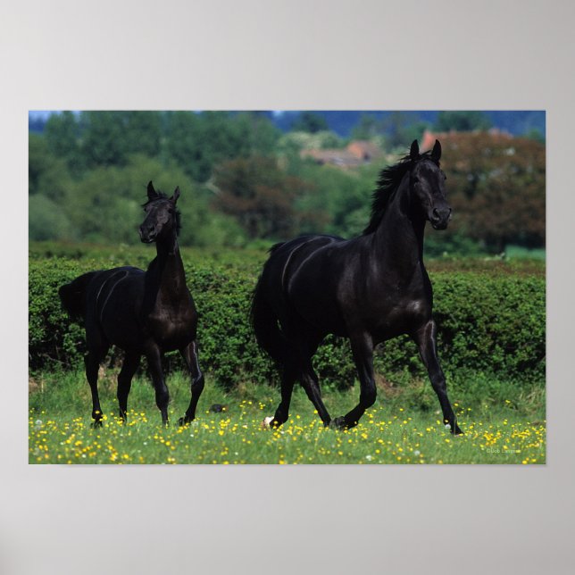 Poster Cavalos Criados em Flores (Frente)