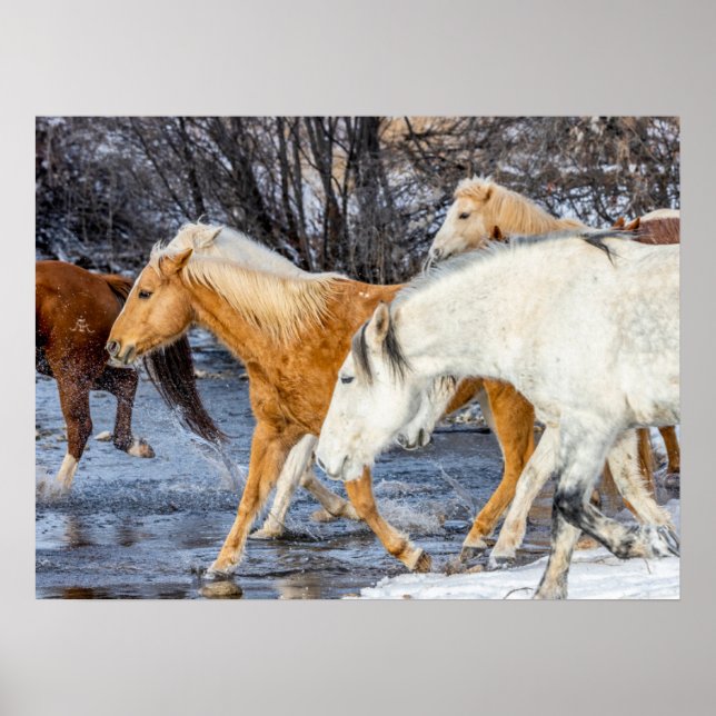 Poster Cavalos cruzando a corrente (Frente)