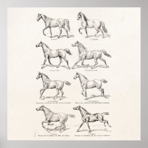 Pôster Cavalos da ilustração dos portes do cavalo dos