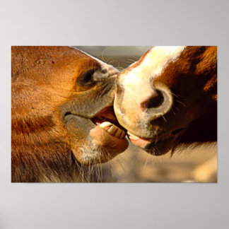 Pôster Cavalos de Beijo