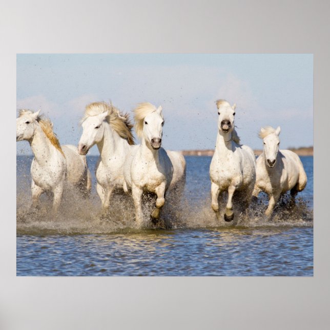 Poster Cavalos de Camargue (Frente)
