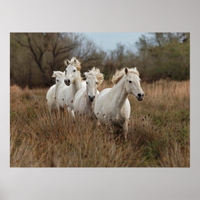 Poster Cavalos de Camargue Correndo (Frente)