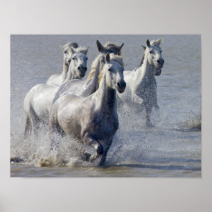 Pôster Cavalos de Camargue que funcionam na região