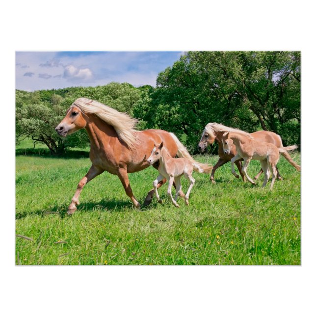 Pôster Cavalos de Haflinger com Pentes Bonitos Correm Ani (Frente)