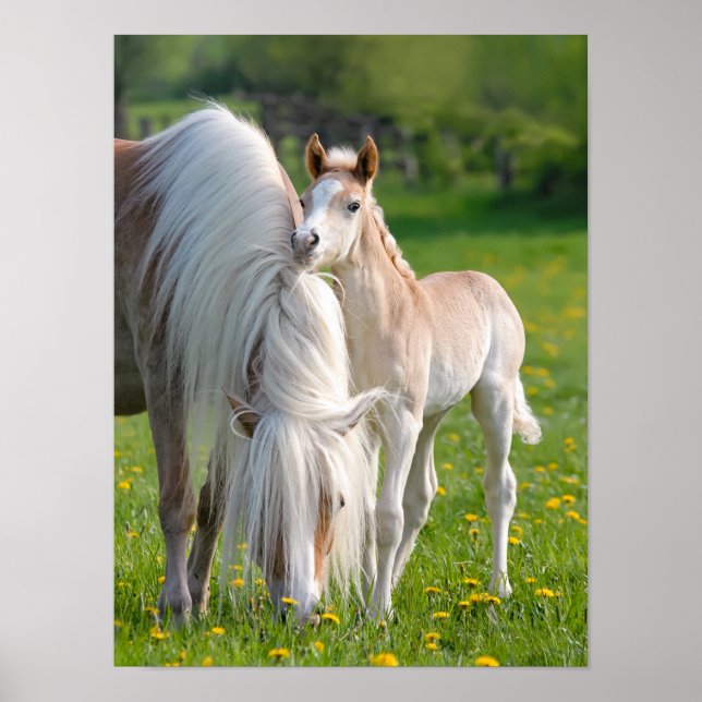 Poster Cavalos de Haflinger Um Prato De Bebê Bonito Com F (Frente)