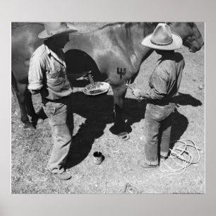 Pôster Cavalos de marcagem com ferro quente com a marca