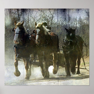 Pôster Cavalos de trabalho de Amish