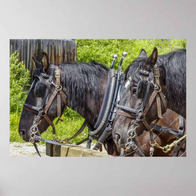 Poster Cavalos de trabalho incríveis no arnês (Frente)