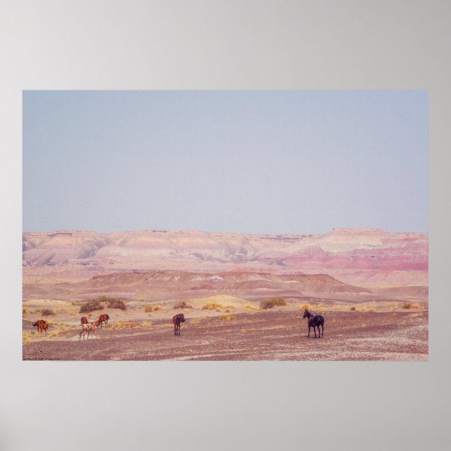 Poster Cavalos do Deserto Americano P8670 (Frente)