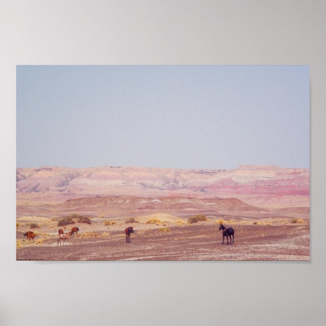 Poster Cavalos do Deserto Americano P8670 (Frente)
