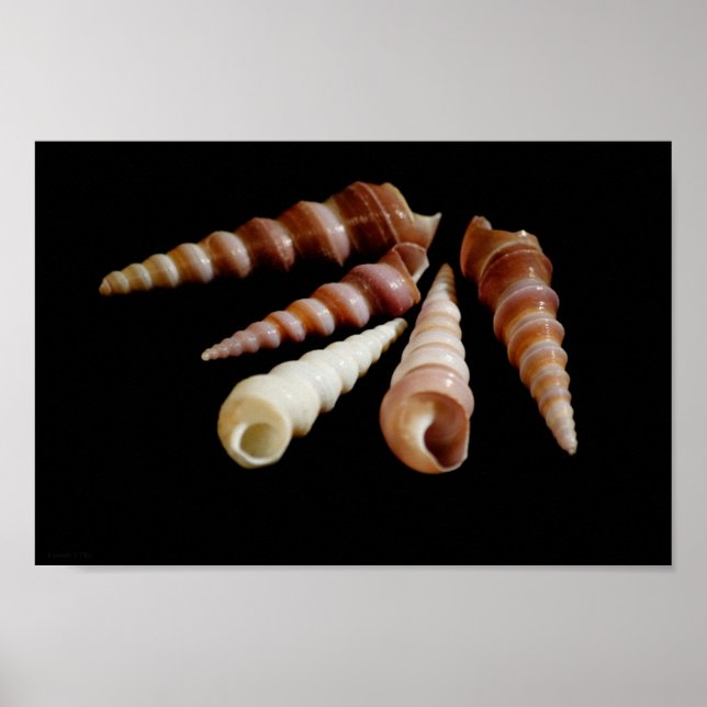 Pôster Cavalos do mar (Frente)