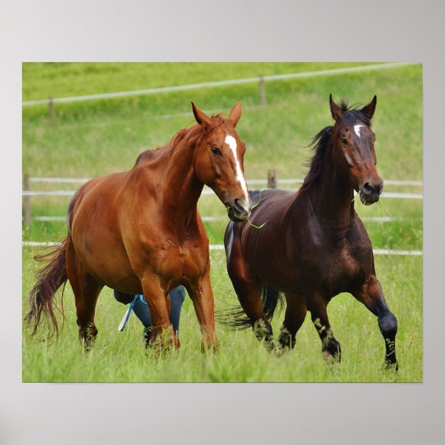 Pôster Cavalos duplos (Frente)