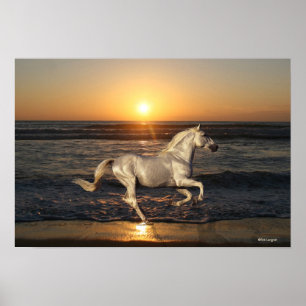 Pôster Cavalos Fantásticos: Sunset