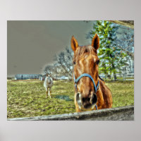 Cavalos - Fazenda Equestre Ocidental - Rússia