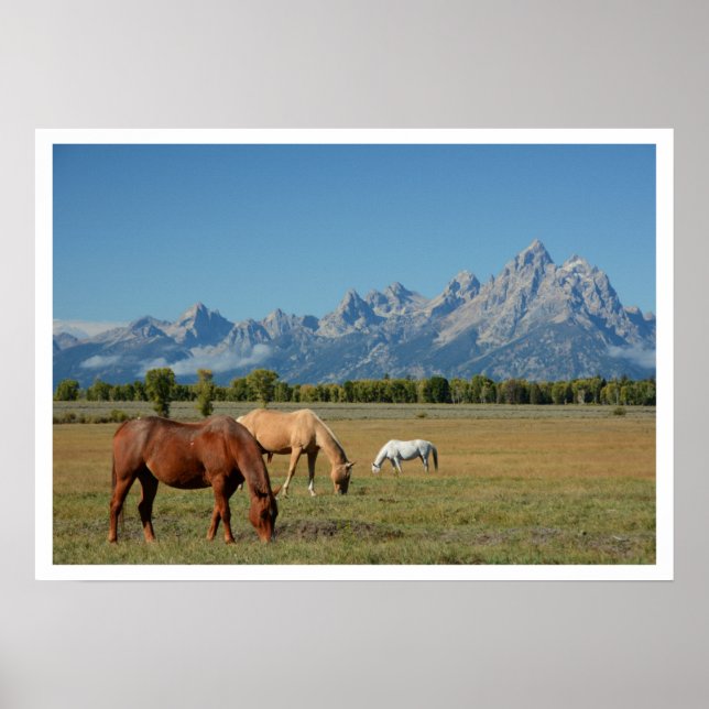 Poster Cavalos Grazados em Pastura, Montanhas Teton (Frente)