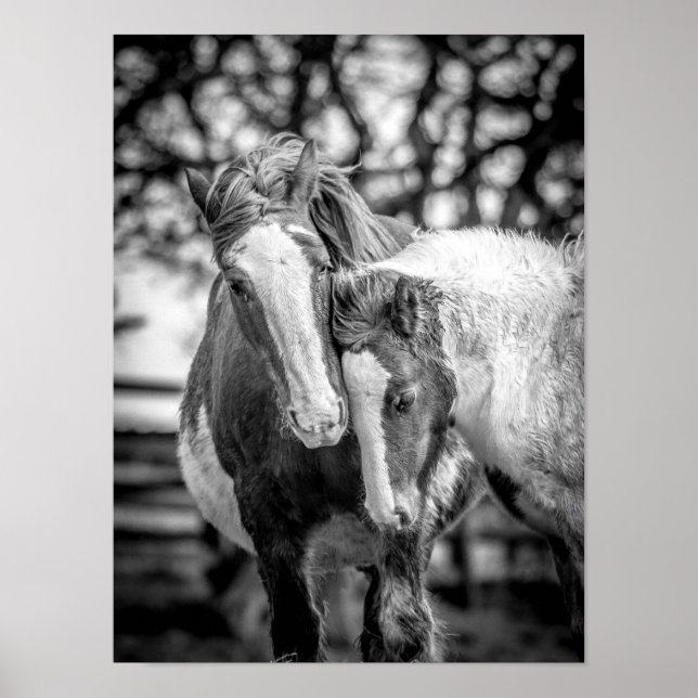 Poster Cavalos Impressão/Poster (Frente)