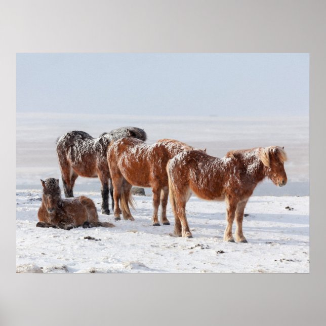 Poster Cavalos islandeses cobertos de neve (Frente)