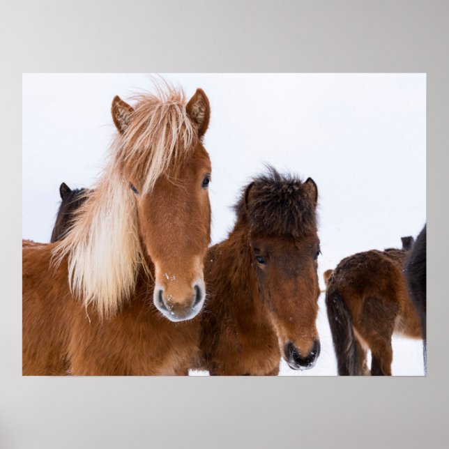 Poster Cavalos Islandeses Fofos Juntos (Frente)