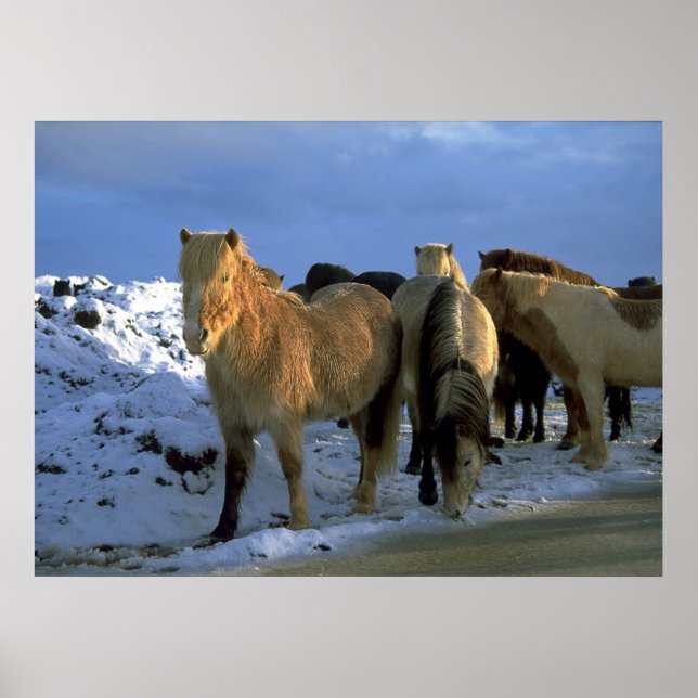 Poster Cavalos islandeses no inverno (Frente)