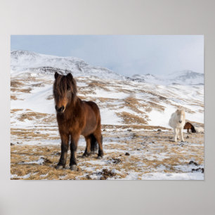 Poster Cavalos Islandeses no Inverno