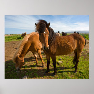 Poster Cavalos Islandeses Pastam