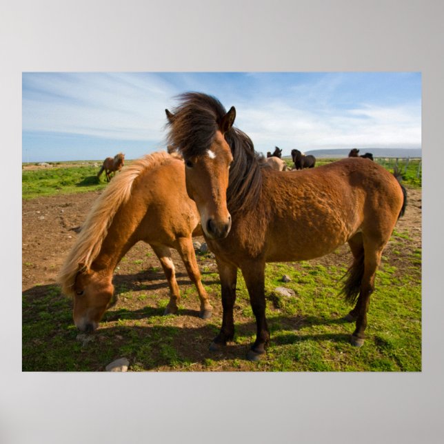 Poster Cavalos Islandeses Pastam (Frente)