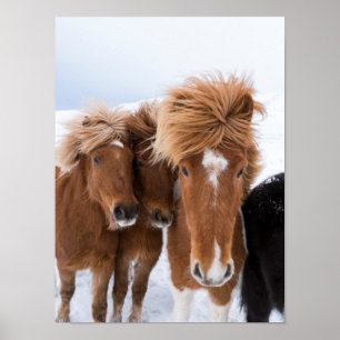 Poster Cavalos islandeses se aninham, Islândia