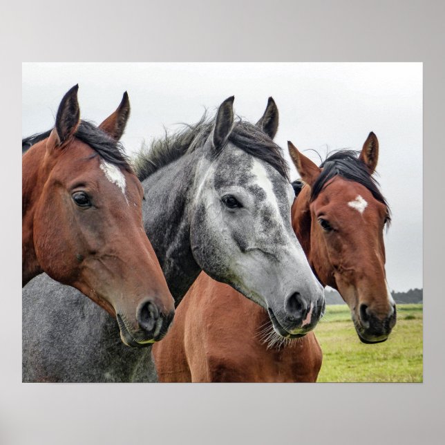 Poster Cavalos Lado a Lado, Cabeça e Peito, Castanhos, Ci (Frente)