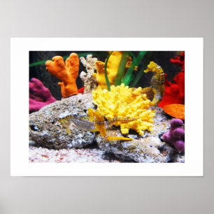 Poster Cavalos-marinhos