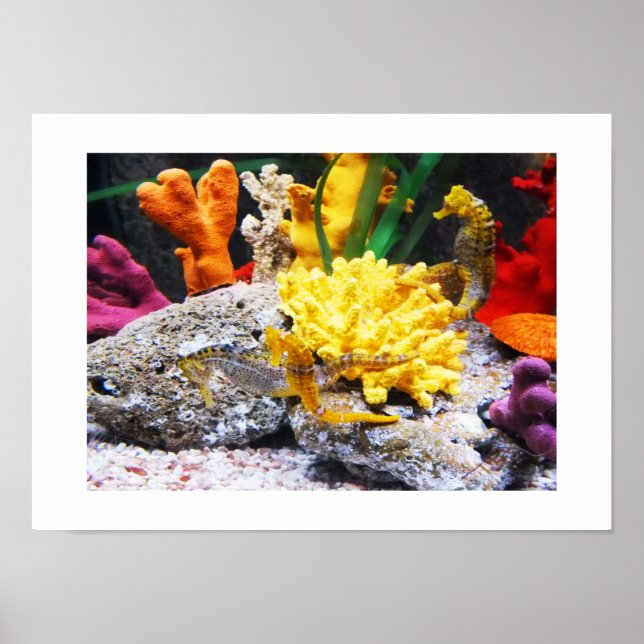 Poster Cavalos-marinhos (Frente)