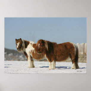 Poster Cavalos miniatura em pé na neve