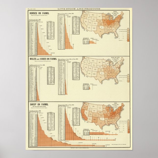Pôster Cavalos, mula, asinina, ovelha (Frente)