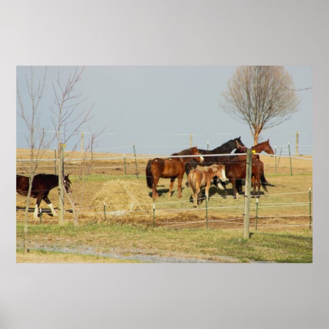 Poster Cavalos na Fazenda (Frente)