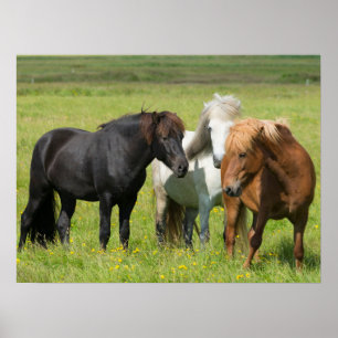 Poster Cavalos na Fazenda, Sul da Islândia