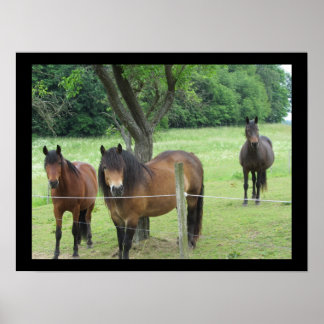Pôster Cavalos na Pastura