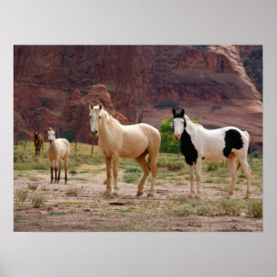 Poster Cavalos Navajo correm livres no chão do Canyon