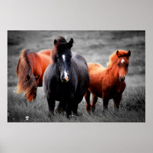 Poster Cavalos No Campo Fotografia Parcial A Cor