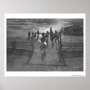 Pôster Cavalos no curral