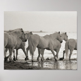 Poster cavalos, oceanos, fotografia a preto e branco