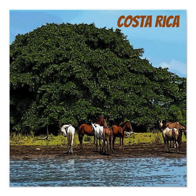 Pôster Cavalos pela água - Costa Rica (Frente)