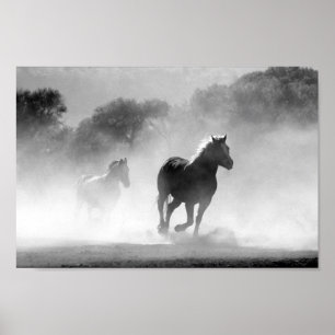 Poster Cavalos preto e branco