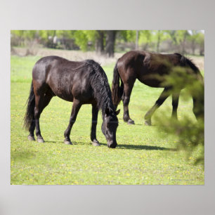 Poster cavalos que pastam em uma fazenda do cavalo