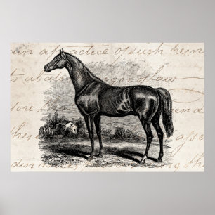 Pôster Cavalos retros do puro-sangue do cavalo de raça