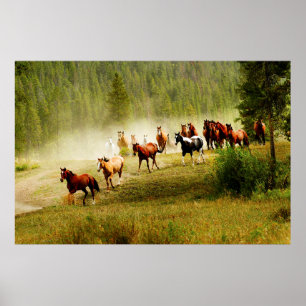 Poster Cavalos Selvagens