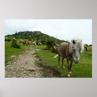 Pôster Cavalos Selvagens